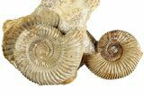 Jurassic Ammonite & Gastropod Cluster - Fresney, France #227345-3